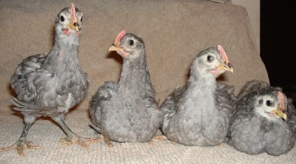 Blue Jersey chickens.
