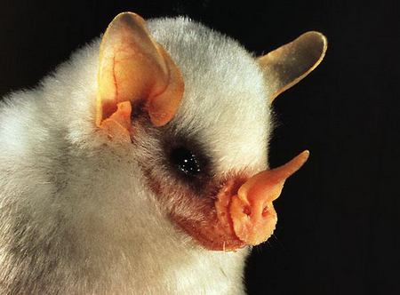 Chauve-souris blanche du Honduras
