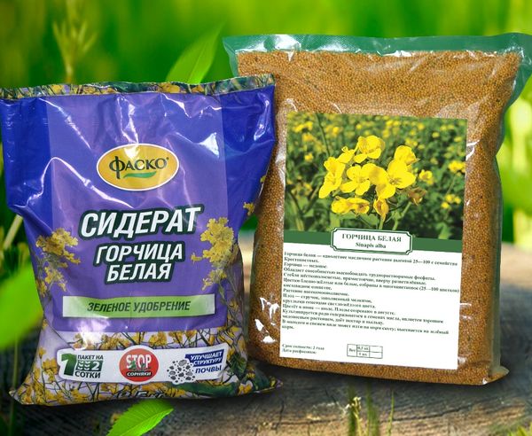 Mustard as a fertilizer for the garden, planting secrets