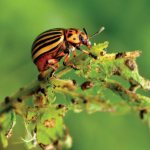 Mustard from the Colorado potato beetle on potatoes and other effective folk remedies