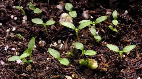 Fotografie de semințe de gențiană a puieților