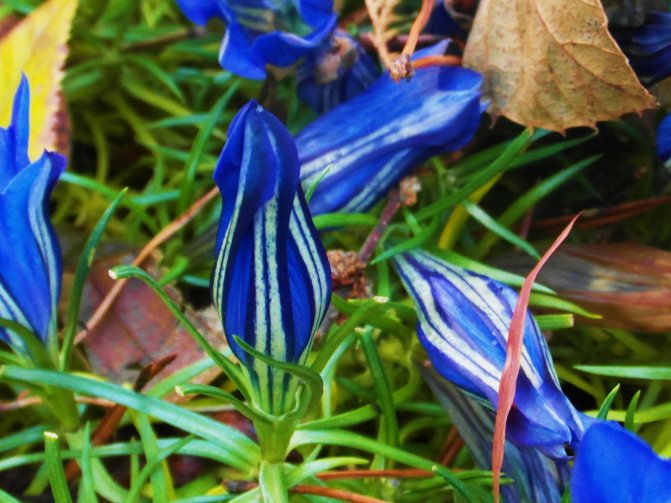 Large-leaved gentian