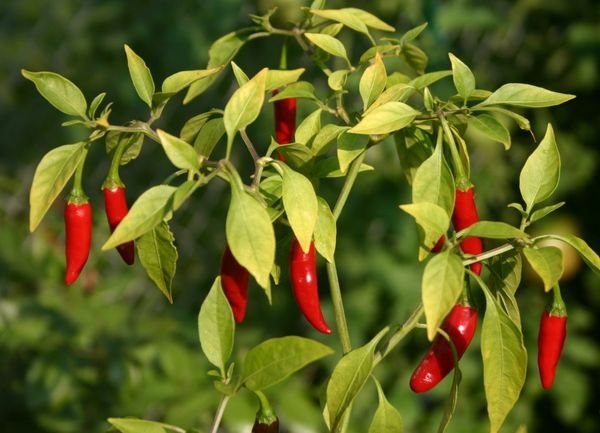 Bitter peppar bidrar till den övergripande förstärkningen av kroppen