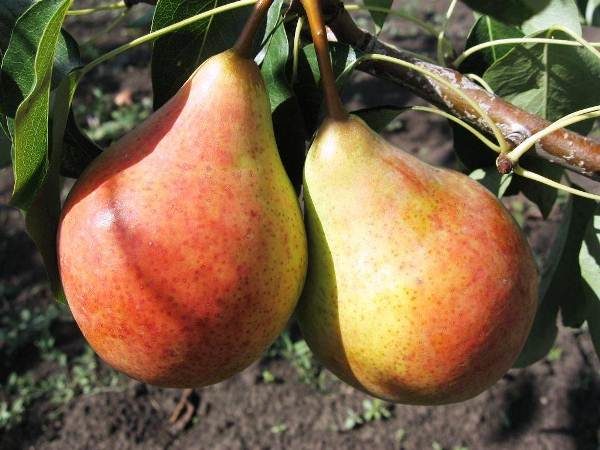 Bitter-tart pear varieties Bere Moscowskaya