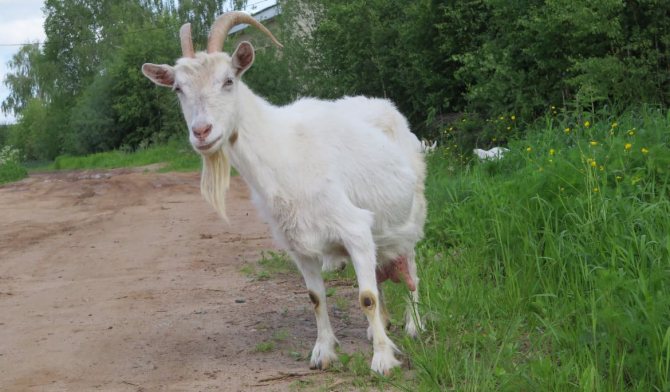 Gorky goat breed