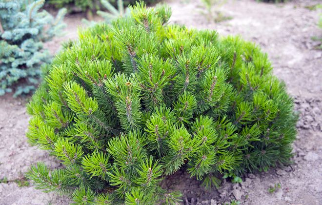 mountain pine mugus beskrivning