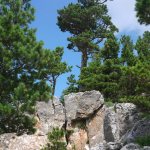 Планински бор (Pinus mugo)