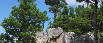 Mountain pine (Pinus mugo)