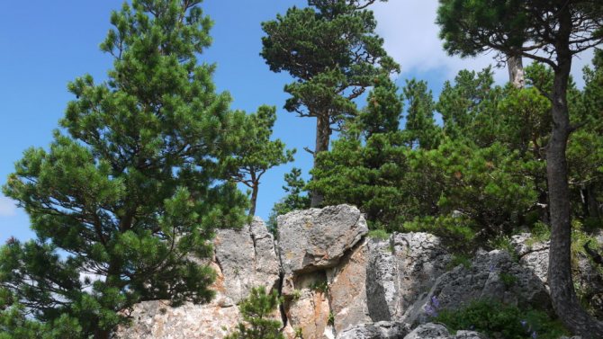 Pinus gunung (Pinus mugo)