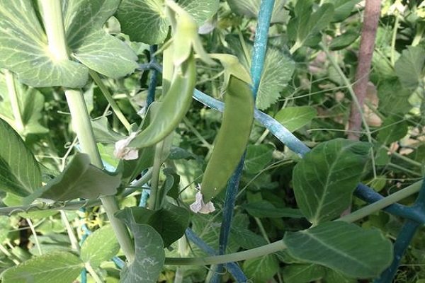 peas on a branch