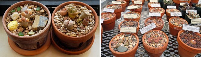 Pot compositions with lithops