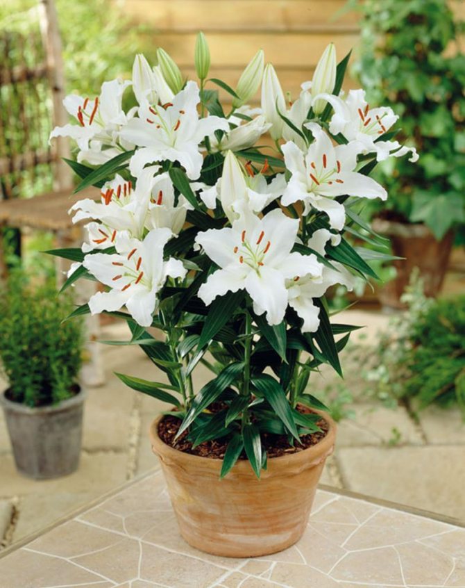 Potted oriental lilies
