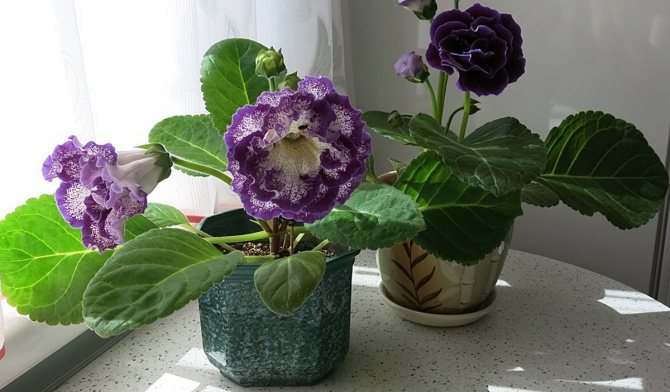 pots with gloxinia on the window