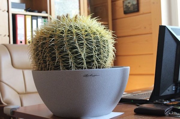 Echinocactus pot