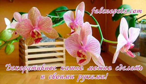 Направи си сам пот за орхидея фалопсис
