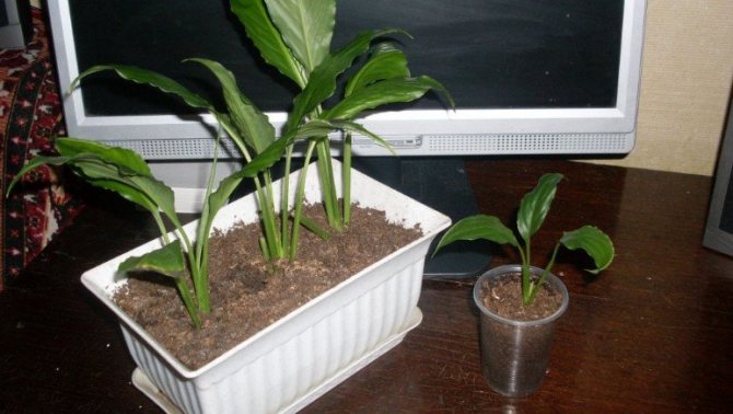 Pot for spathiphyllum