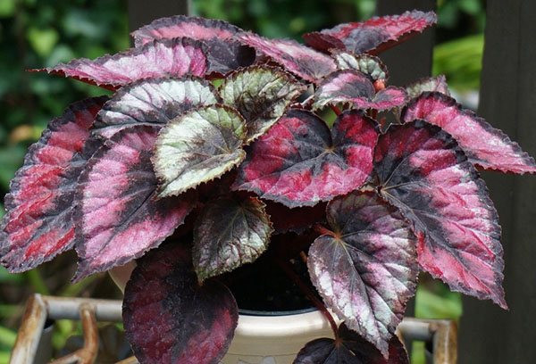 Pot with Rex begonia on the balcony