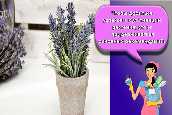 a pot of lavender