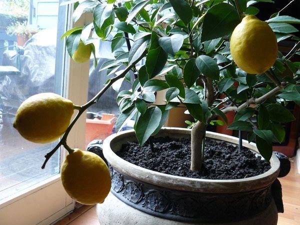lemon pot
