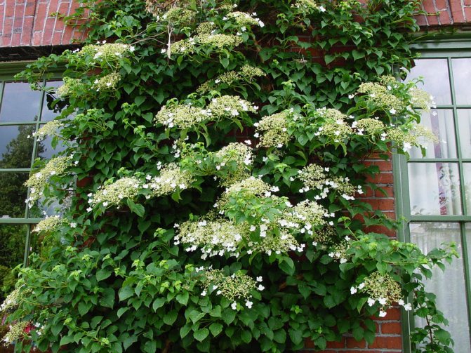 Hortensior används också framgångsrikt i vertikal trädgårdsskötsel.
