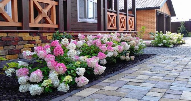 Hortensior används ofta när man skapar lågväxande gruppplantningar för att dekorera gränser och dekorera staket