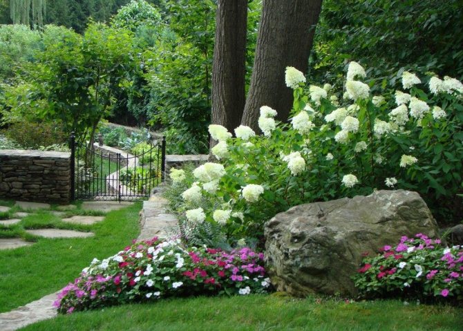 Taman putih Hydrangea