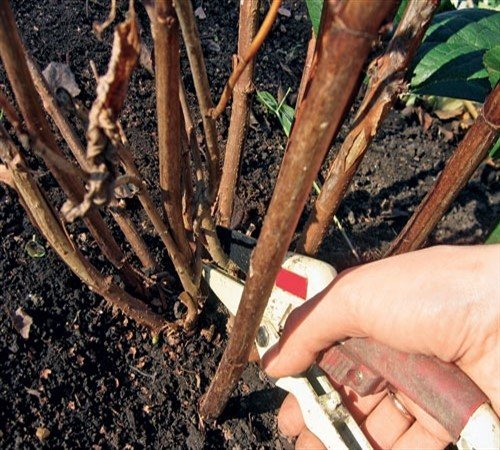 Hydrangea tree: photo, planting and care. Features of planting and caring for tree hydrangea