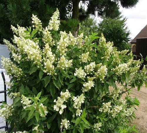 Hortensia träd: foto, plantering och vård. Funktioner för plantering och vård av trädhortensia