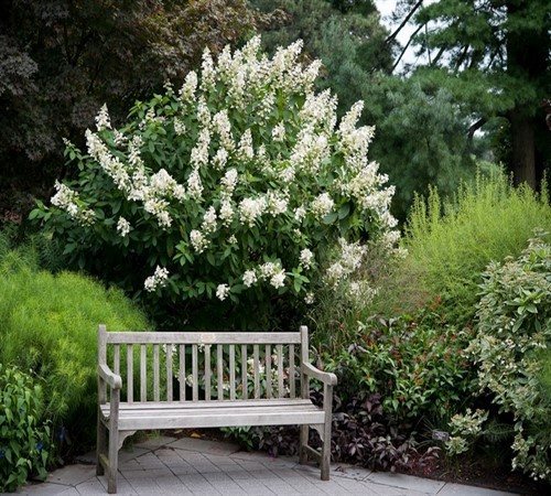 Hortensienbaum: Foto, Pflanzen und Pflege. Merkmale des Pflanzens und Pflegens von Baumhortensien