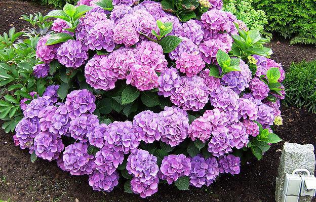 hydrangea tree incredibol planting and care