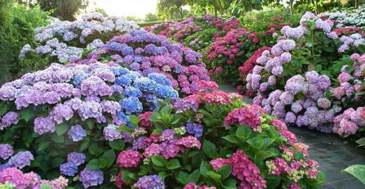 hydrangea tree planting and care anabel