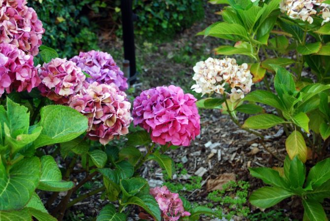 Hydrangea tree-like will give a romantic atmosphere
