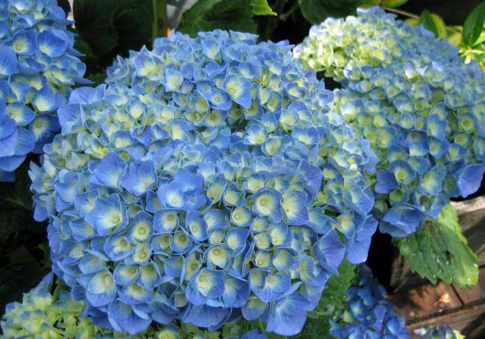 hydrangea tree-like pink planting and care