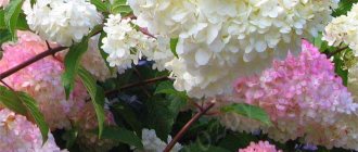 Hydrangea paniculata Vanilla Freise - planting rules and care tips