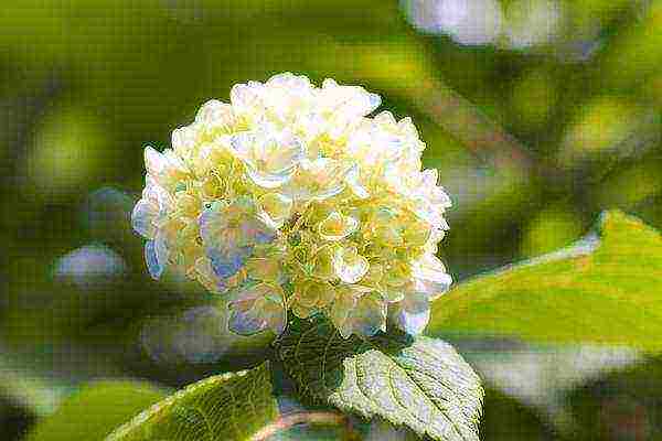 hortensia dor hepburn plantare și îngrijire în aer liber