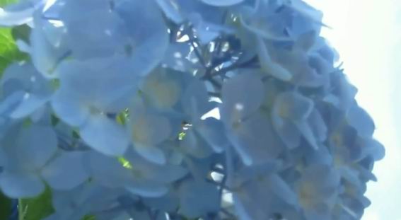 hortensie nico floare albastră