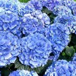Hydrangea serrata Bluebird: الوصف مع ميزات الصورة والزراعة والزراعة والرعاية