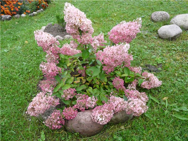 hydrangea planting and care