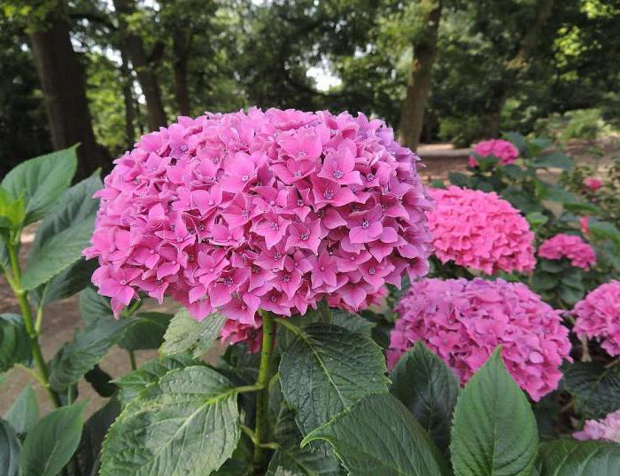 hydrangea pink planting and care