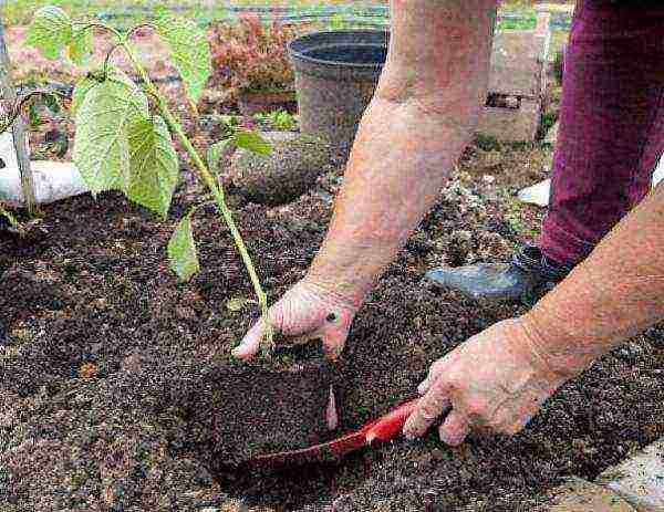 hydrangea garden planting from seeds and care in the open field