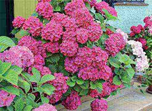 hydrangea garden planting from seeds and care in the open field