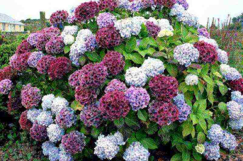 hydrangea garden planting by seeds and care in the open field