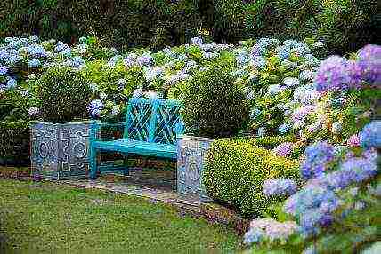 penanaman kebun hidrangea dengan biji dan jaga di ladang terbuka