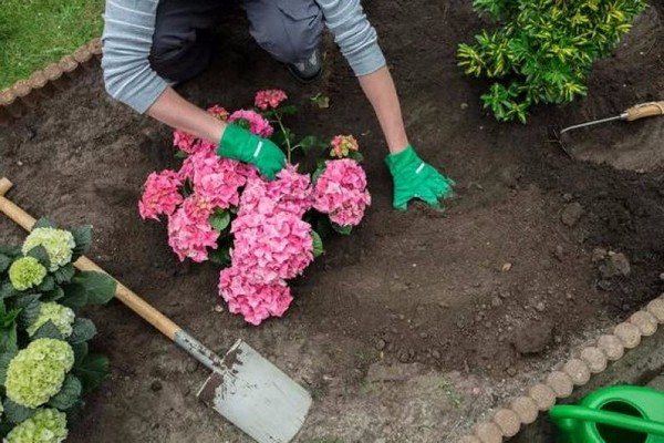hydrangea in siberia planting and care