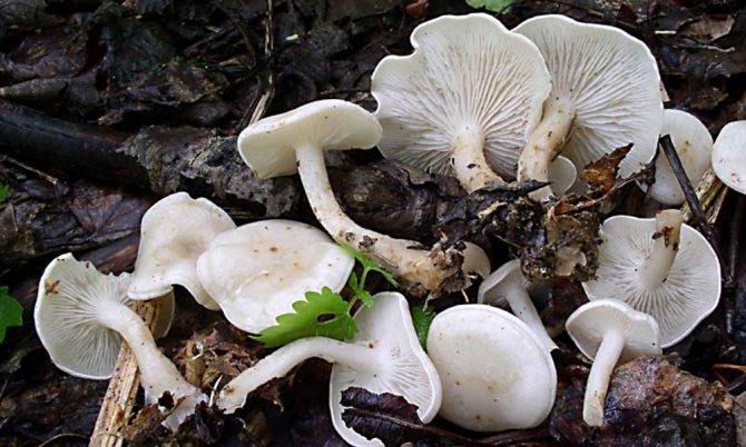 Whitish talker - a poisonous mushroom of Crimea