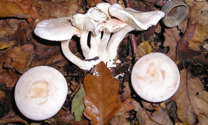 Wax talker - a poisonous mushroom of Crimea