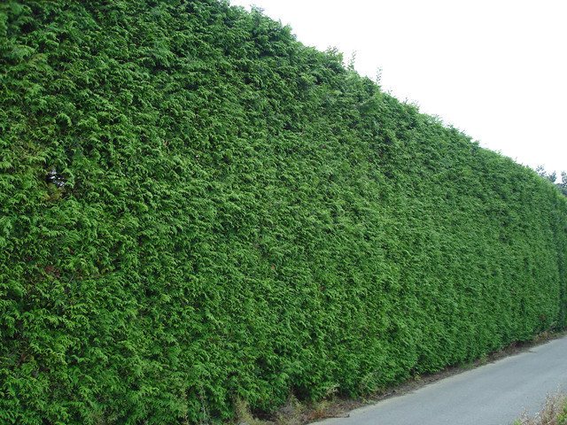 hornbeam (hedge)