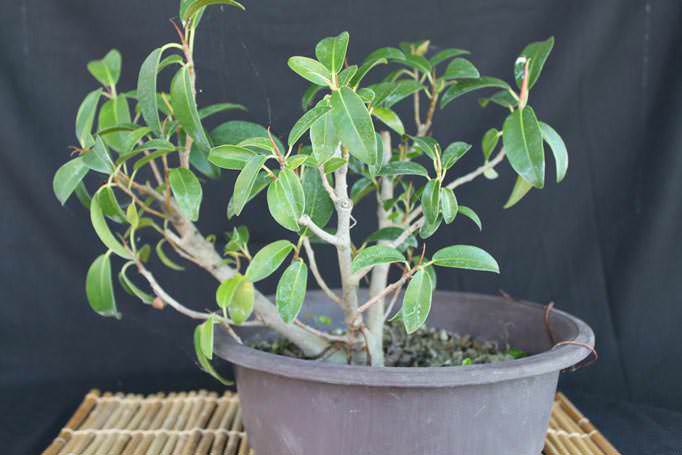 Competent pruning of ficus not only contributes to the acquisition of the desired shape by the plant, but also allows it to rejuvenate