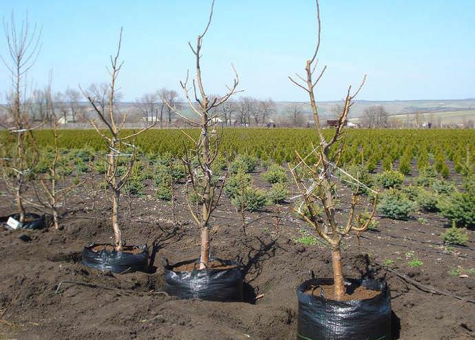 Competent planting of nectarine provides for the choice of a spacious and well-lit area
