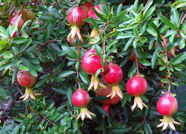 Pomegranate indoor home care how to grow a detailed description